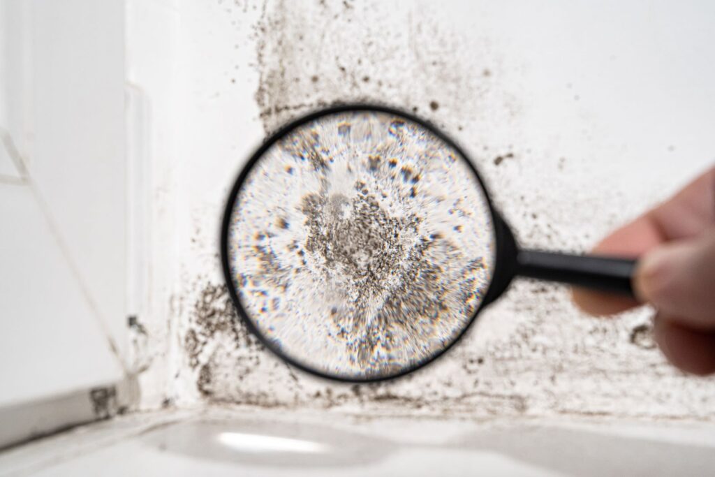 Mold Evaluation Near Me