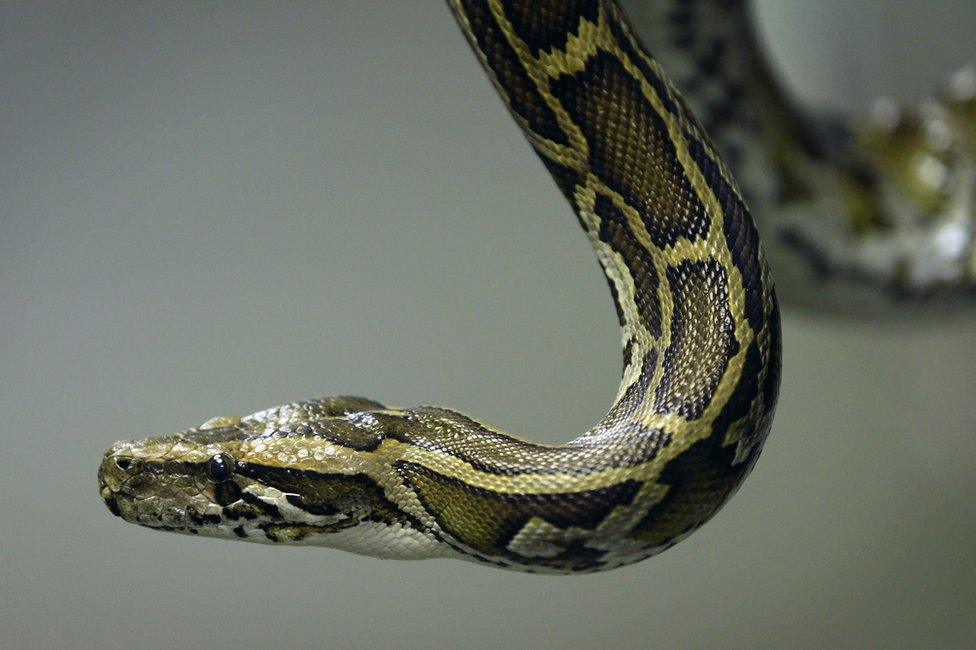 Snake Catchers